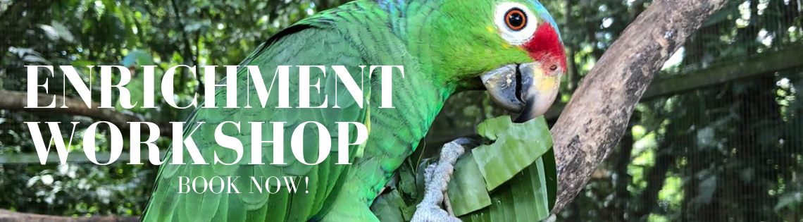 Enrichment Workshop